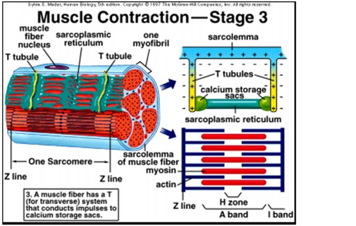 Human Anatomy and Physiology: Chapter 8: Histology and Physiology of