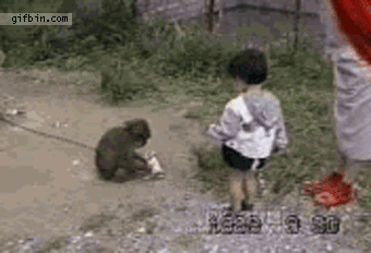 Animals vs kids (40 gifs), animals being jerks gif, monkey kicks little kid in the face