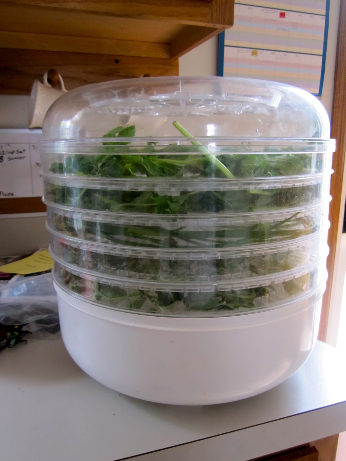 Nearly Natural Nicole Drying Herbs at Home