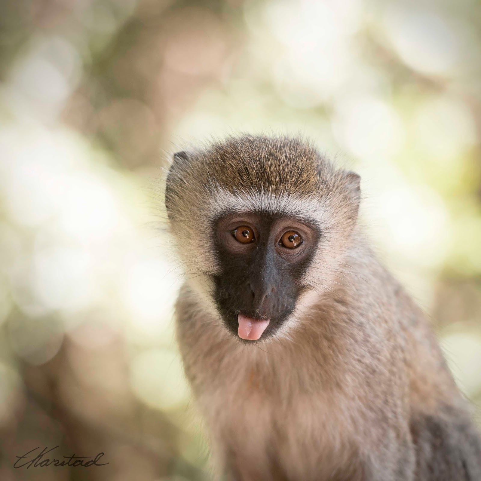 Elsen Karstad's 'PicADay Kenya' Vervet Monkey, Nairobi Kenya