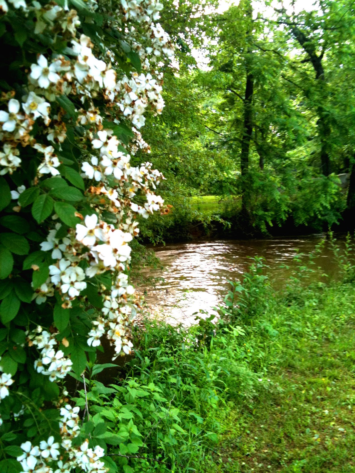 Culpeper Virginia Mountain Run thru Yowell Meadow Park Culpeper VA