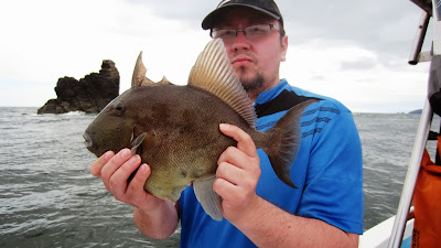 IMG_3574-Fine+scale+triggerfish+nr+4-cro