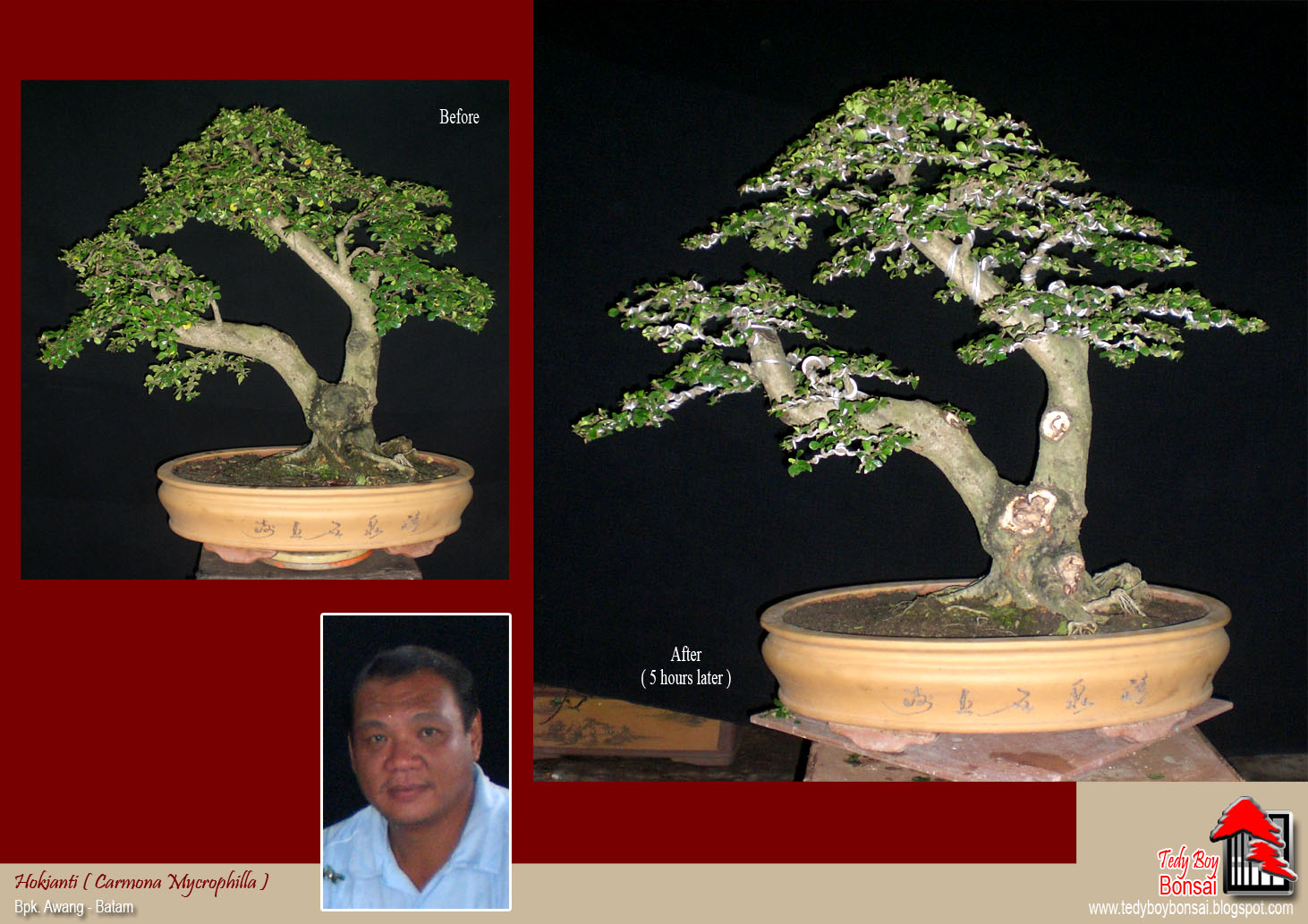 Bonsai Tedy Boy Bonsai INDONESIA irasty