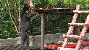 Kevin reaching for the top floor of the small enclosure