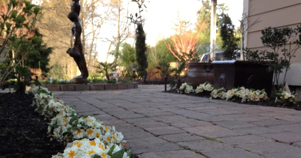 Growing Steady Perpetual Precipitation = Primrose Paradise