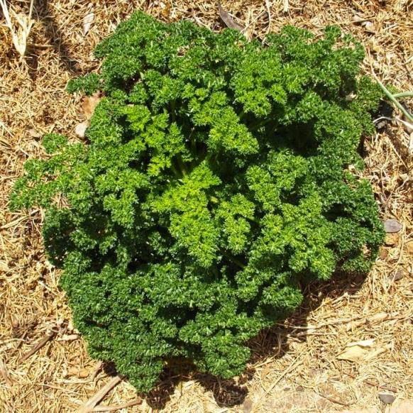 Roots 'n' Shoots Parsley How to Grow Herb of the Month