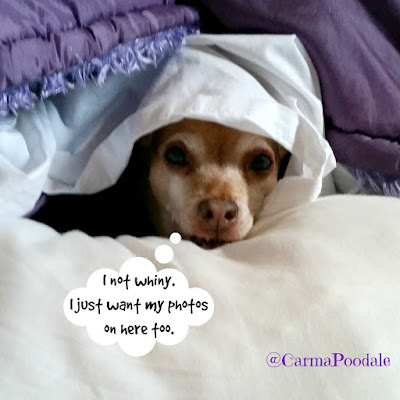 Chihuahua under covers