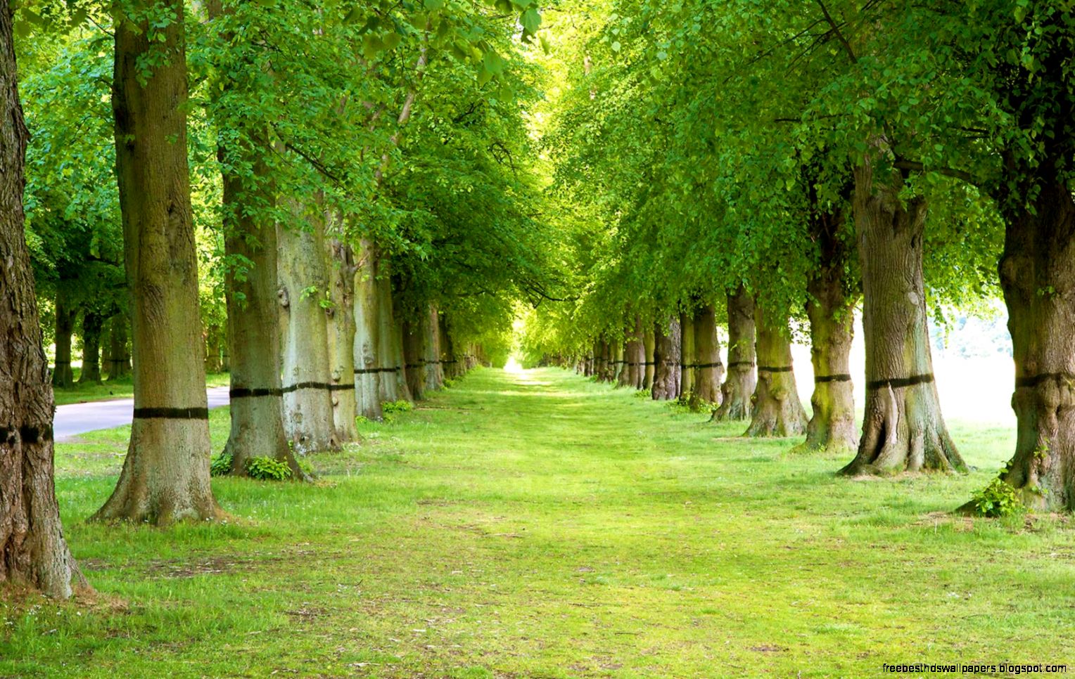 Desktop Wallpaper of an Cedar Tree Canopy Desktop Wallpaper of an Cedar Tree Canopy