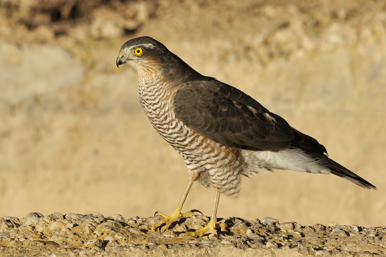 Pasión por las aves Gavilán común.(Accipiter nisus)