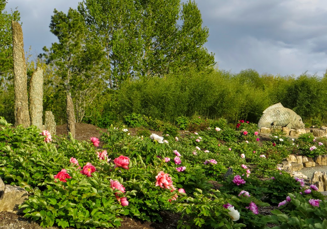 Southern Peony 2018 Southern Peony Visits Luoyang National Peony