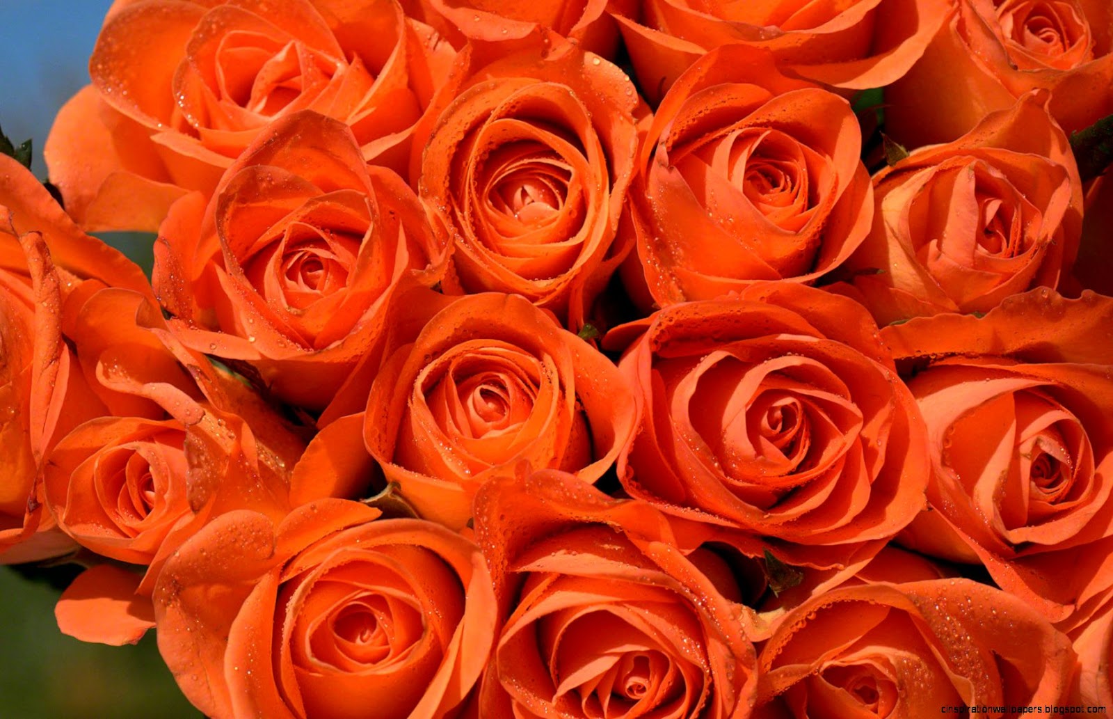 Orange Rose Orange Rose