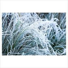 5th and state: The Winter Garden