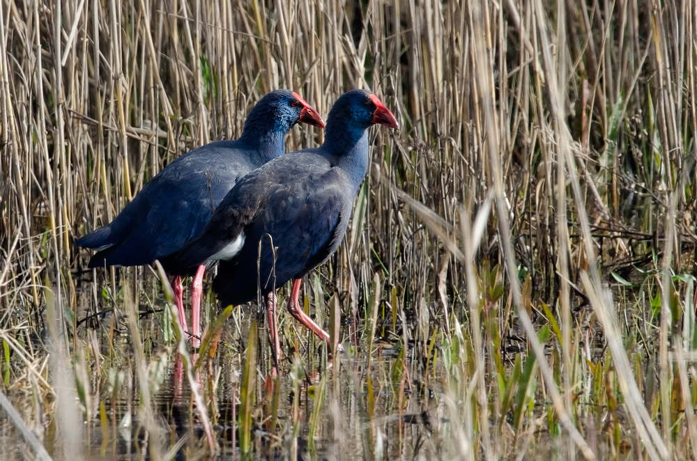 Calamon, Porphyrio porphyrio, Purple Swamphen Calamon, Porphyrio porphyrio, Purple Swamphen