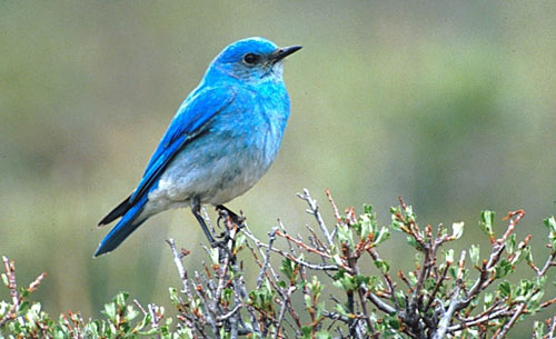 bluebird animal wildlife bluebird animal wildlife