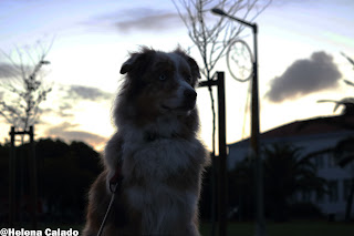 my australian shepherd red merle Angel