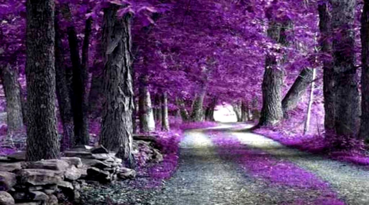 Purple Nature Wallpaper Computer All HD Wallpapers