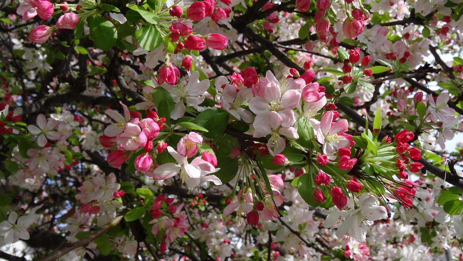 MAP MELBOURNE STREET TREES 44 CRABAPPLE