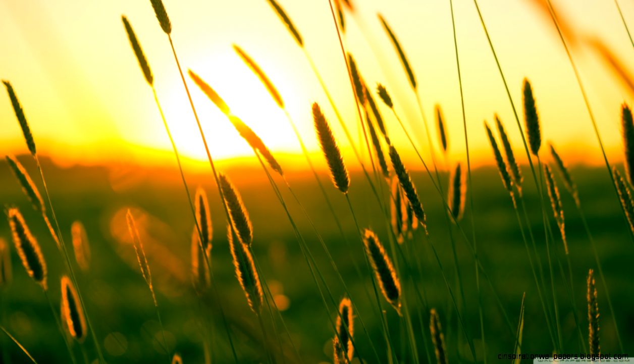 Summer HD Desktop Wallpapers for Widescreen Summer HD Desktop Wallpapers for Widescreen