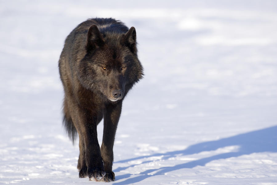 Black Wolf in Snow Facts And Photos All Wildlife Photographs