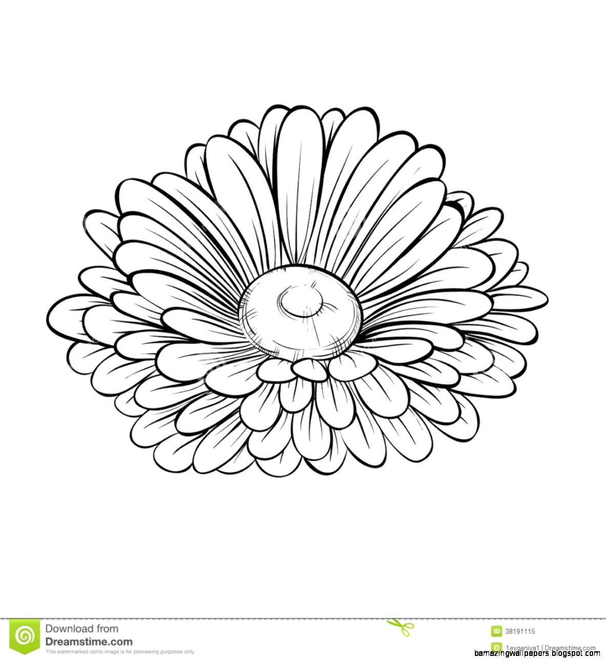 Beautiful Monochrome Black And White Daisy Flower Isolated On Beautiful Monochrome Black And White Daisy Flower Isolated On