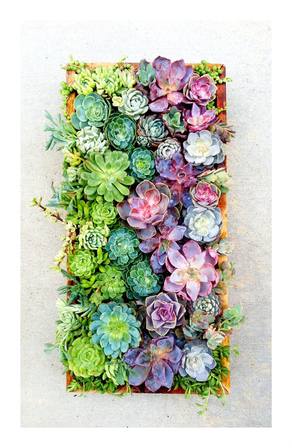 the rikrak studio my favourite things vertical succulents wall garden
