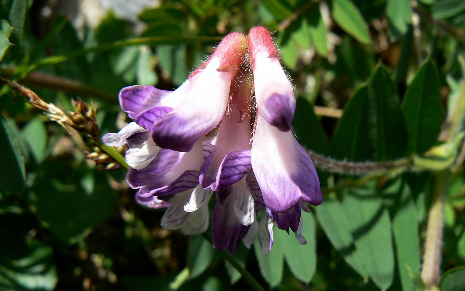 bush vetch