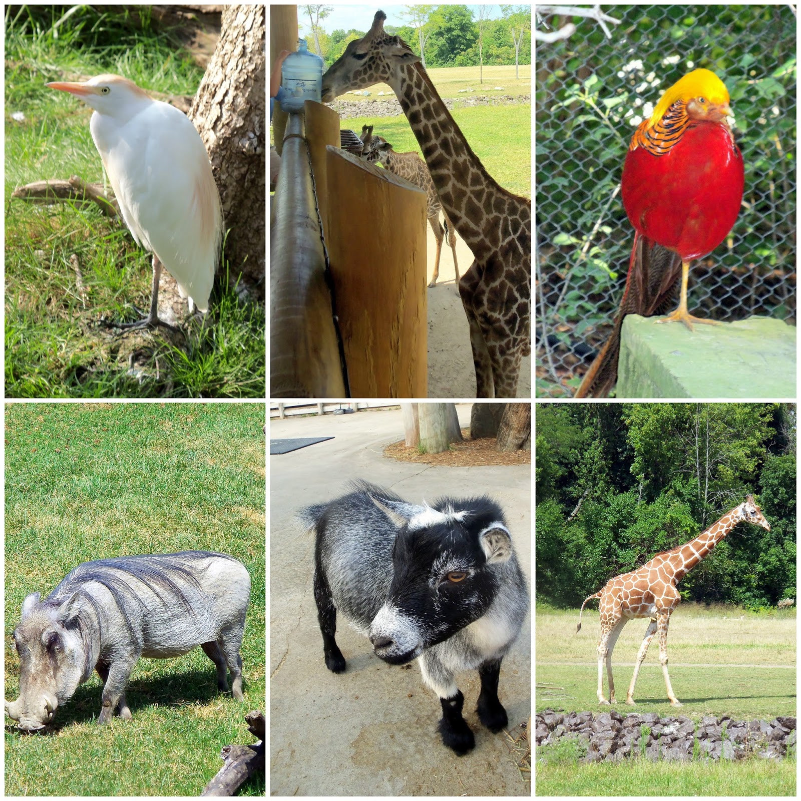 columbus zoo coupons columbus zoo coupons