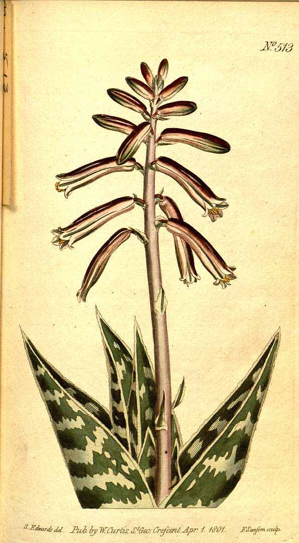 Aloes tygrysi, inaczej pstry (Aloe variegata) - opis, uprawa, pielęgnacja, pochodzenie, historia, nazwa