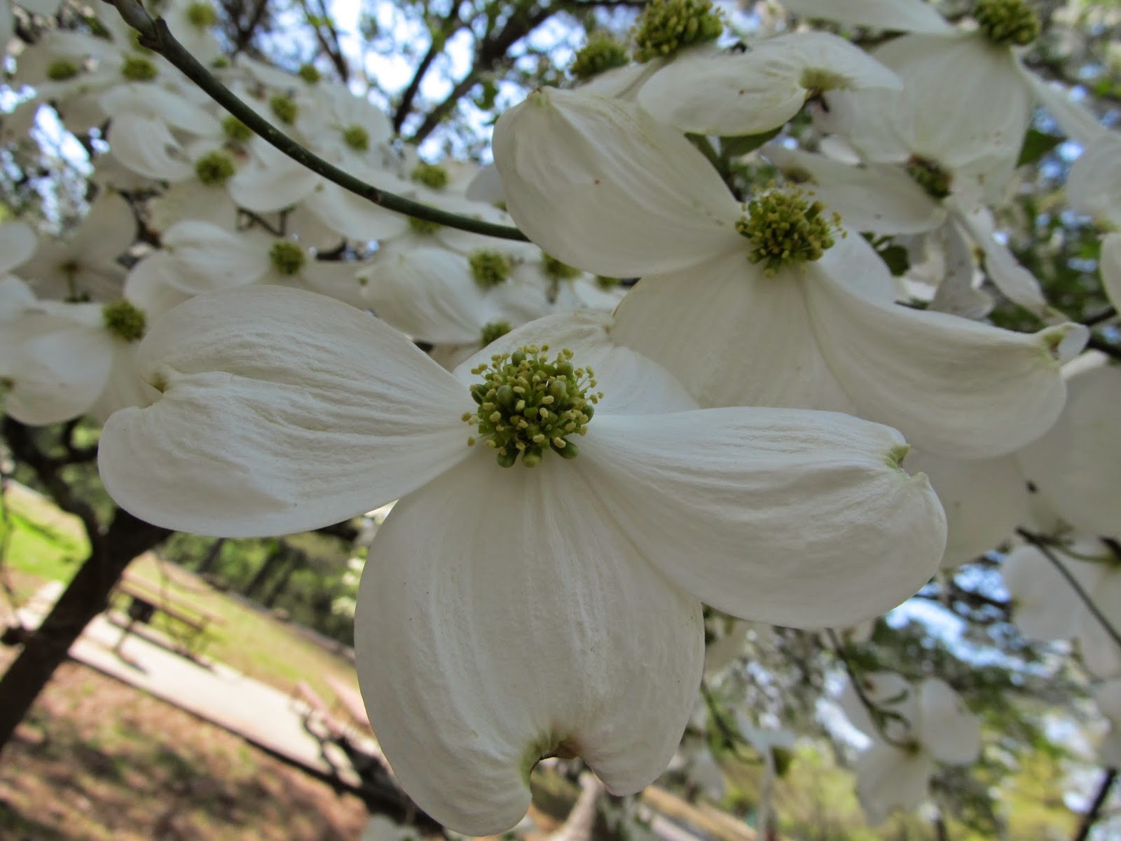 Georgia Girl With An English Heart: Dogwood Trees/ Poinsettias