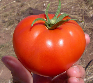 http://3.bp.blogspot.com/-eUvHSb6IQH0/UIDrjkvg73I/AAAAAAAAAOI/MbS6N3R5_nE/s1600/calories-in-a-tomato.jpg
