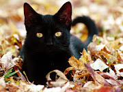 black cat black cat