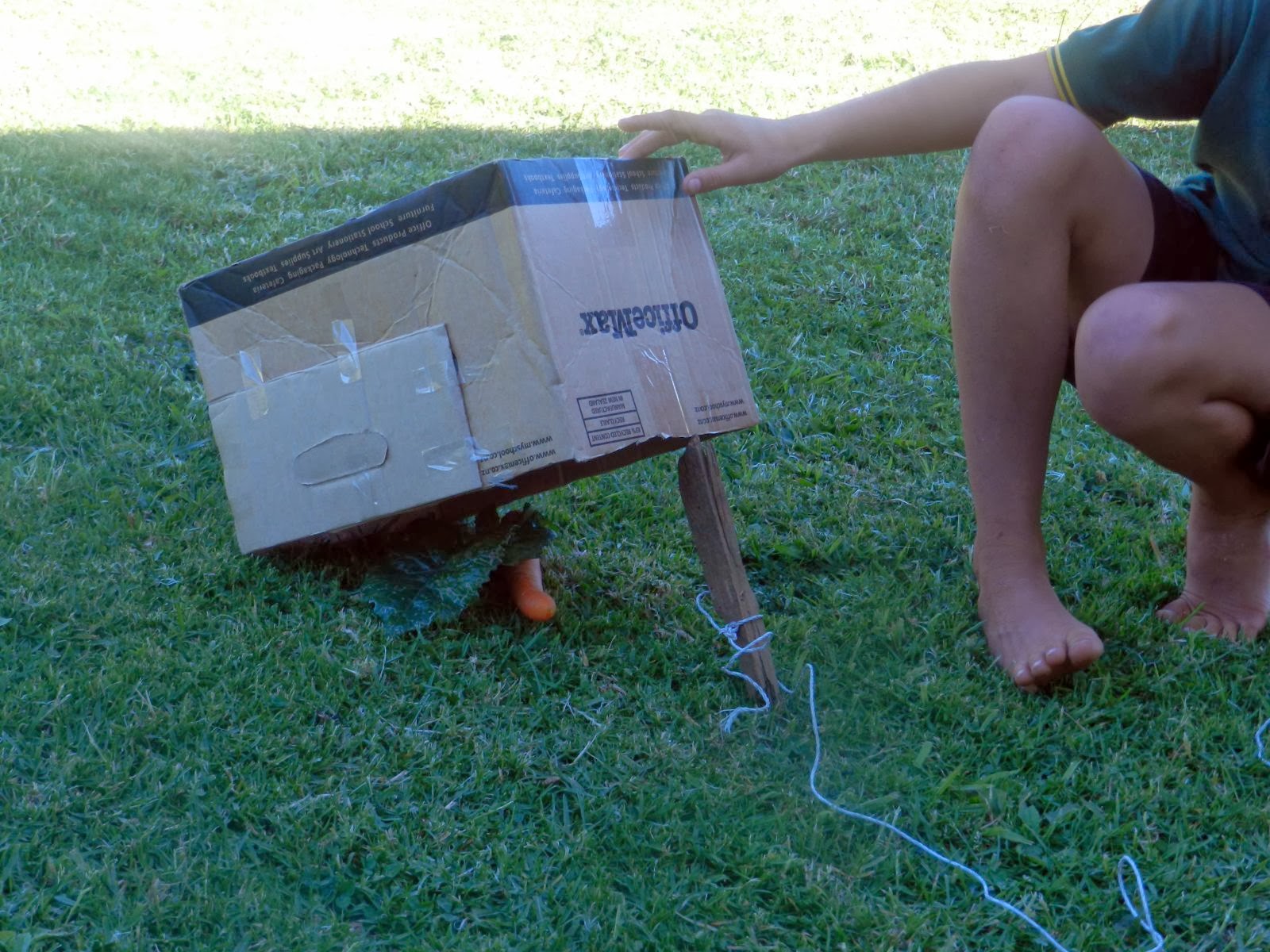 The Paddock To catch a rabbit