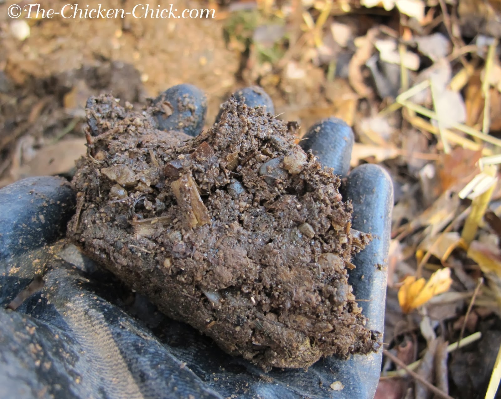 Chicken Litter Disposal at Brandy Richards blog