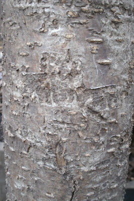 Japanese tree lilac Syring reticulata Ivory Silk bark detail by garden muses: a Toronto gardening blog