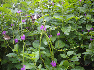 Flowering plants, a source of food for butterflies in Owalekar Wadi.