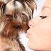 Τα φιλιά του σκύλου μπορεί να σας αρρωστήσουν