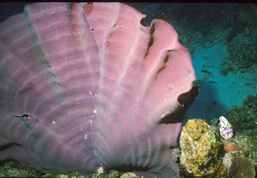 Purple Plate Coral