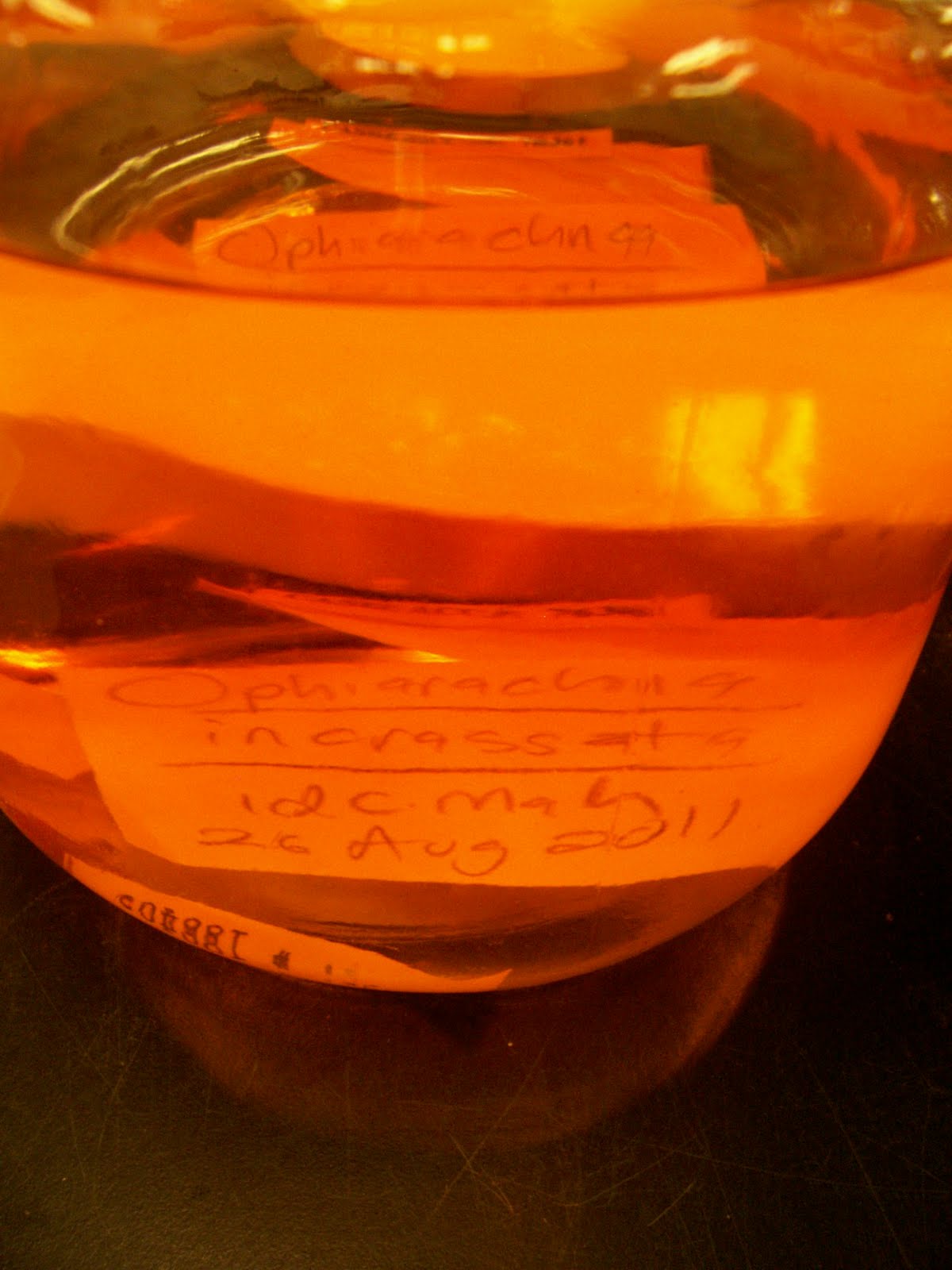 The Echinoblog The Many Colors of Ethanol!