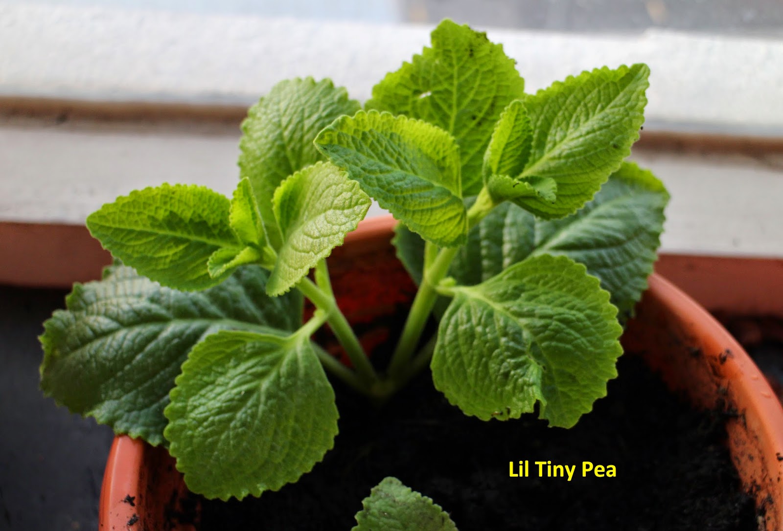 Tiny Pea's Herbs and Plants Indian Borage