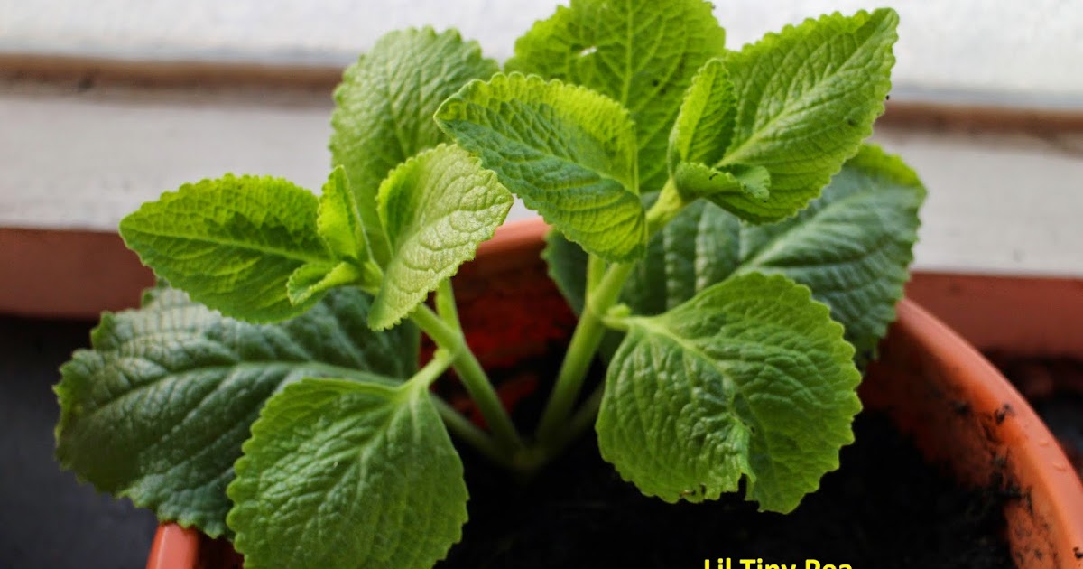 Tiny Pea's Herbs and Plants Indian Borage