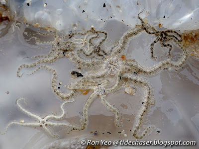 Jellyfish Brittle Stars (Ophiocnemis marmorata)