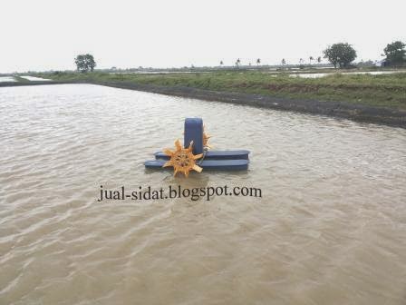 oksigen terlarut kolam budidaya sidat