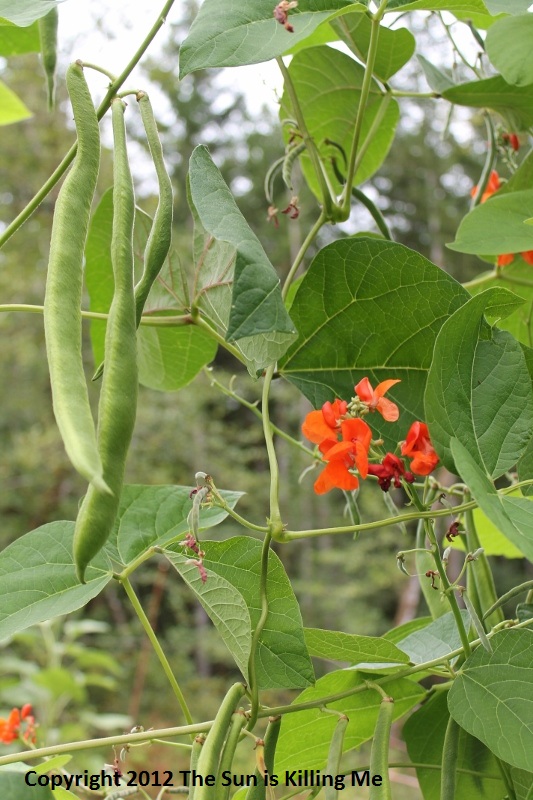 The Sun is Killing Me Scarlet Runner Bean Gazebo