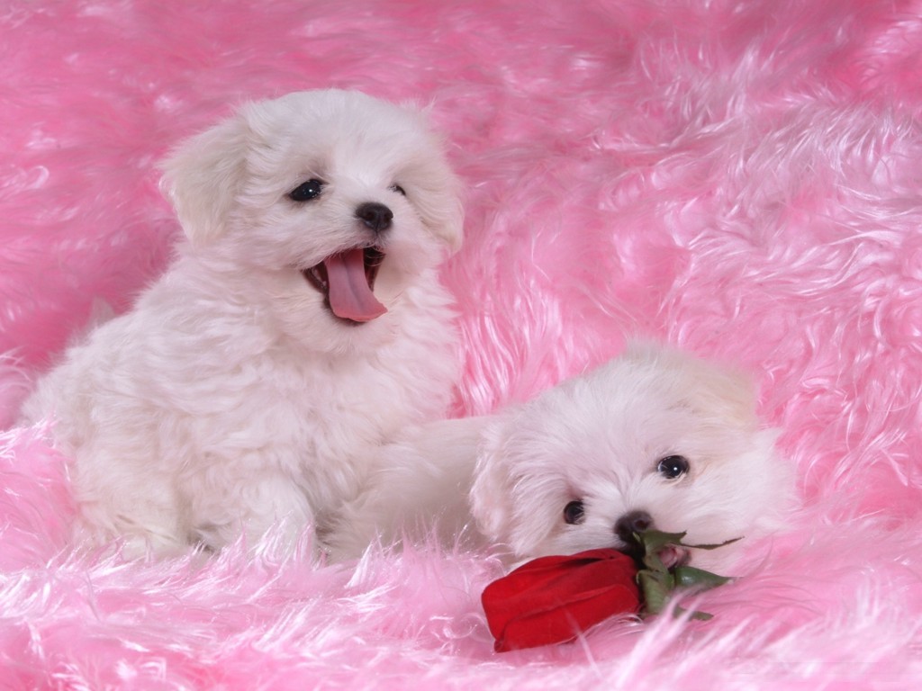 HD Wallpapers HD PUPPY WALLPAPERS