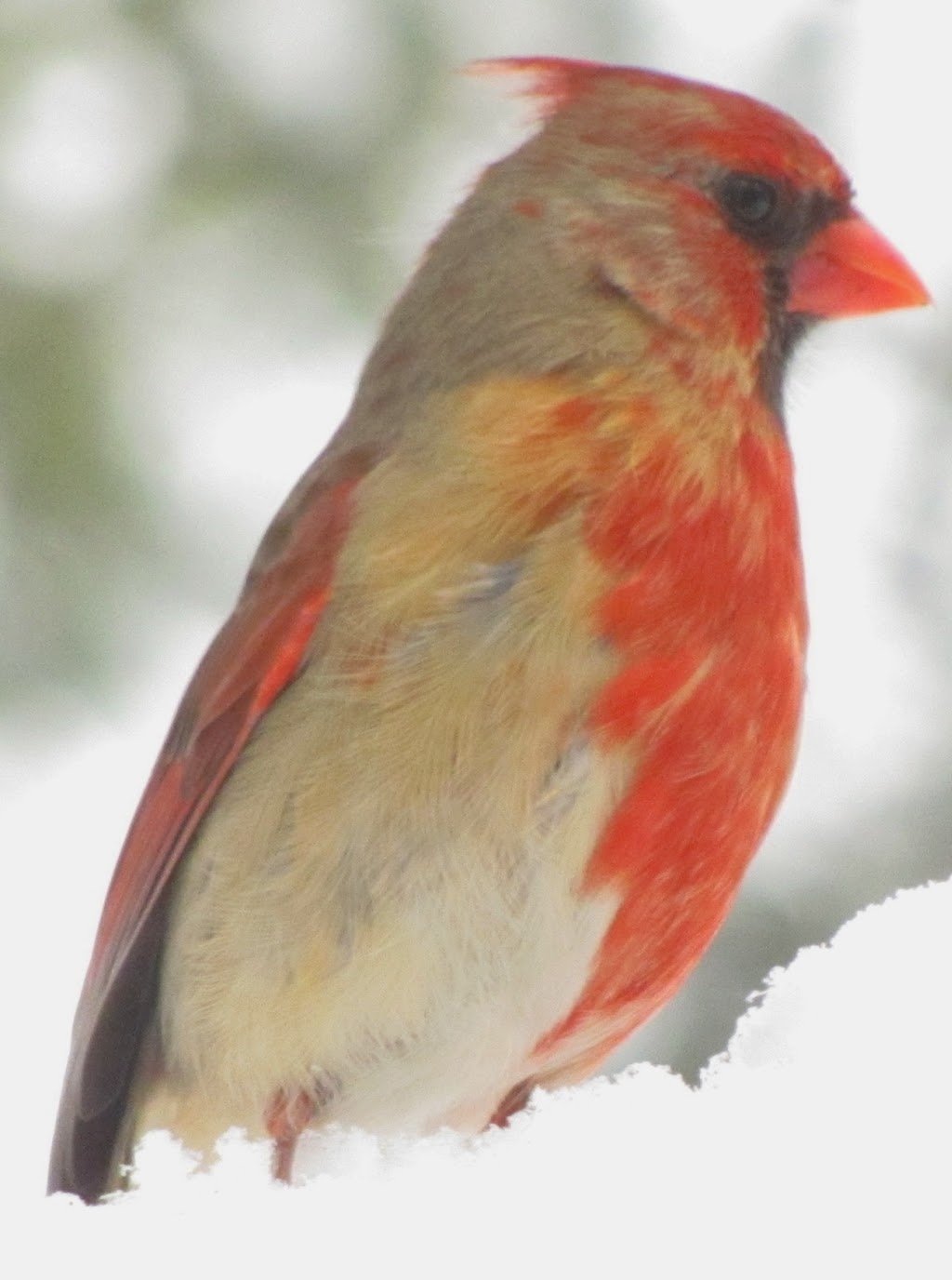 Pinehaven Farmersville, Ohio Cardinal Leucistic?