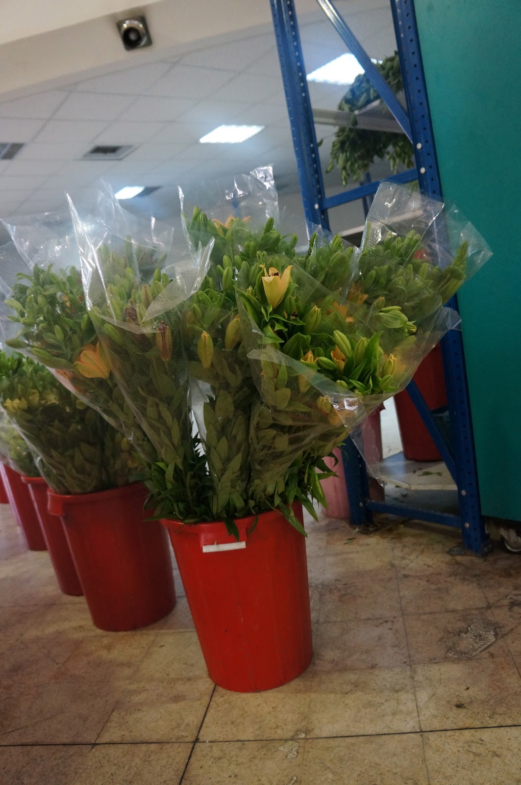 Bibs, Babs, Bobs in Amman A visit to the flower market in Amman