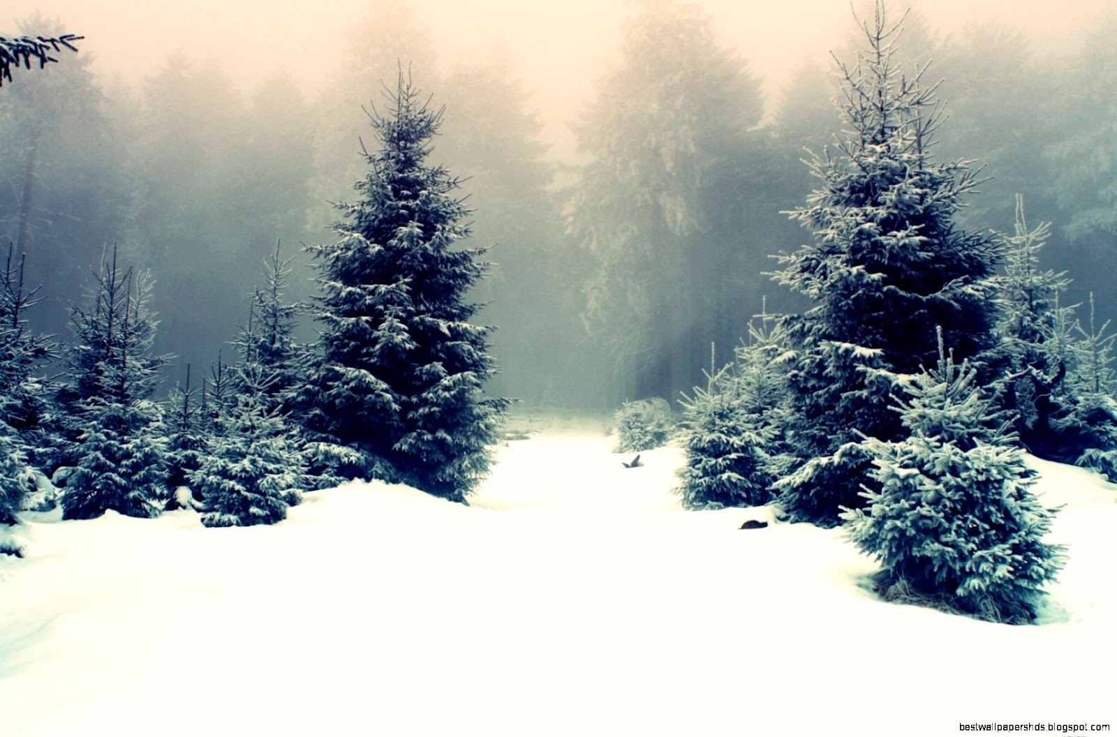 Winter Snow Forest Winter Snow Forest