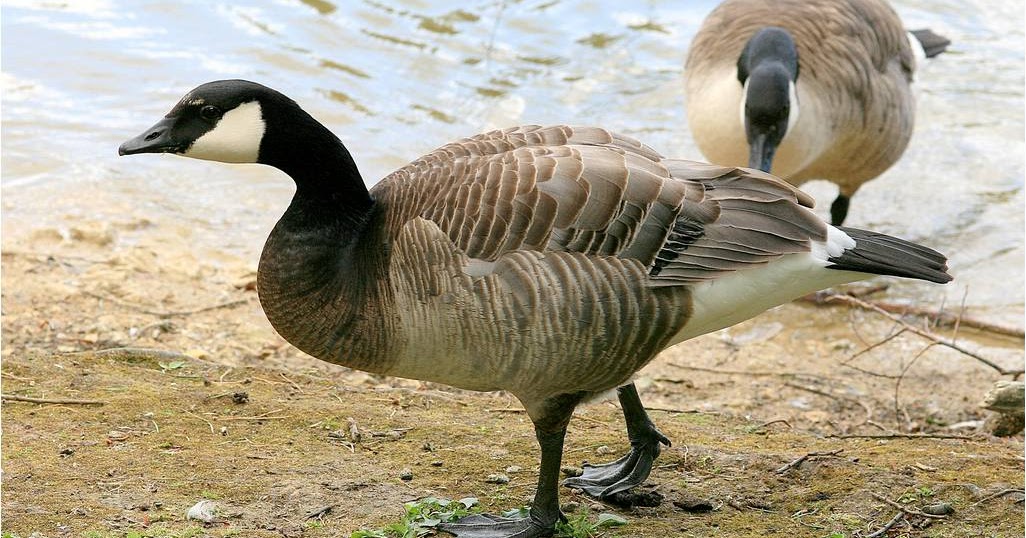Bird Hybrids Barnacle Goose x Canada Goose