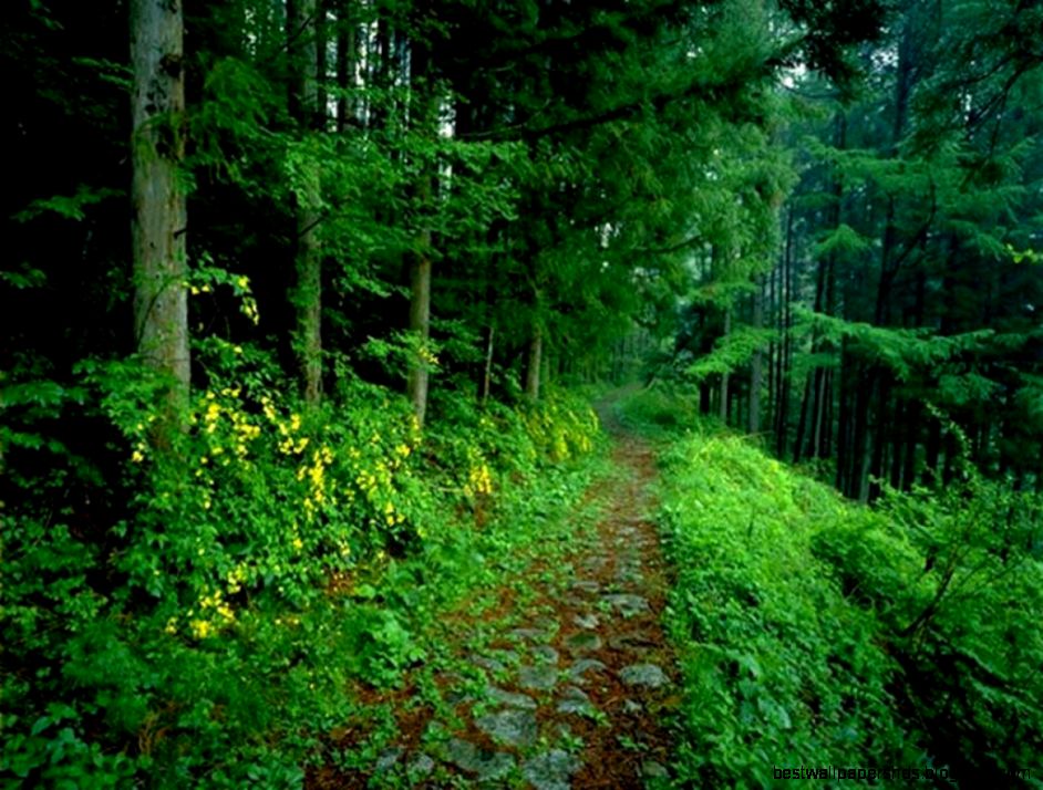 Amazon Rainforest Wallpapers Wallpaper Cave Amazon Rainforest Wallpapers Wallpaper Cave