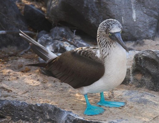 Blue Feet Bird